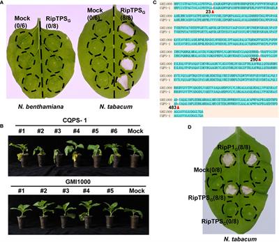 Three amino acid residues are required for the recognition of Ralstonia solanacearum RipTPS in Nicotiana tabacum